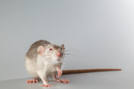 Rat with gray fur. Rodent isolated on a gray background. Animal portrait for cutting and lettering.の写真素材