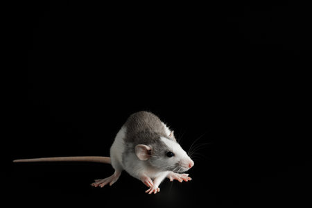 Colored rat isolated on a black background. Close-up portrait of a pest. Photo for cutting and writing.の写真素材