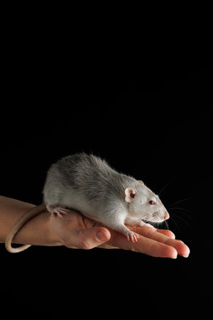A gray rat sits on the palm of your hand. The rodent was caught. Mouse isolated on a black background. Place for description and heading.の写真素材