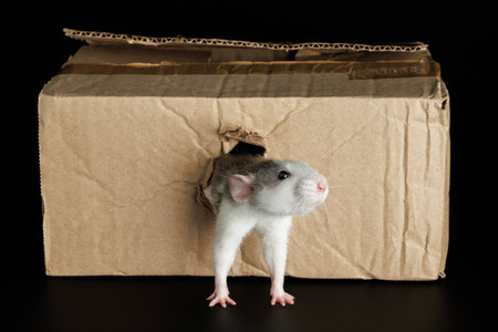 A colored rat comes out of a hole in a cardboard box. The mouse gnawed through the hole. Pest isolated on a black background for lettering.の写真素材