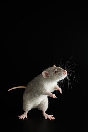 Gray rat isolated on a black background. The rodent stands on its hind legs. Close-up portrait of a pest. Photo for cutting and writing.の写真素材