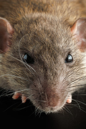 Portrait of a brown rat. Rodent isolated on a black background for cutting out. Agouti mouse.の写真素材
