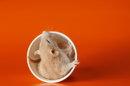 Rat in a paper cup. Mouse in a coffee mug. Portrait of a pest. Rodent isolated on orange background for lettering and header.の写真素材