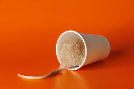 Rat in a paper cup. Mouse in a coffee mug. Portrait of a pest. Rodent isolated on orange background for lettering and headerの写真素材