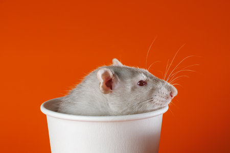 Gray rat in a paper cup. Mouse in a coffee mug. Portrait of a pest. Rodent isolated on orange background for lettering and headerの写真素材