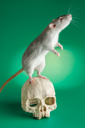 Rat on a human skull. Rodent isolated on a green background for inscription. Mouse and gnawed bonesの写真素材