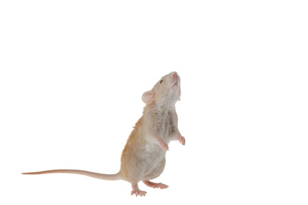 Red decorative rat isolated on a white background. Mouse for cutting and copying. Photo of a rodent for the inscription and title.の写真素材