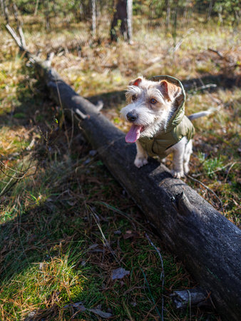Dog in green jacket in autumn forest. Jack Russell terrier in park. Pet in fashionable clothes on walkの写真素材