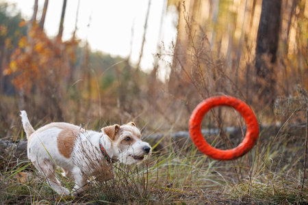 Dog jumping over a fallen tree. Jack Russell Terrier running through the forest after a rubber ring. Pet playing with a toy in the park.の写真素材