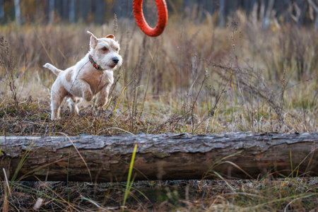 Dog jumping over a fallen tree. Jack Russell Terrier running through the forest after a rubber ring. Pet playing with a toy in the park.の写真素材