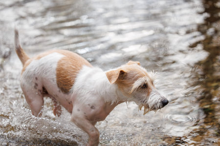 Dog running on water. Jack Russell Terrier jumping in autumn puddle. Wet pet in stream in park.
