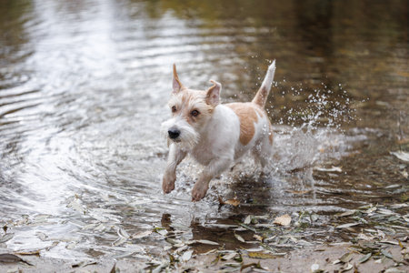 Dog running on water. Jack Russell Terrier jumping in autumn puddle. Wet pet in stream in park.の写真素材
