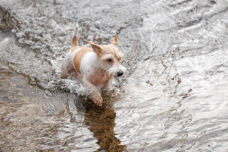 Dog running on water. Jack Russell Terrier jumping in autumn puddle. Wet pet in stream in park.の写真素材