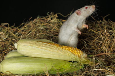 Gray rat eats corn cob. Barn mouse on straw. Autumn harvest. Halloween holiday concept.の写真素材
