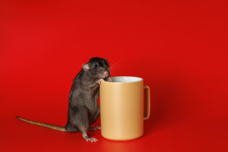 Rat and cup. Mouse and mug with drink. Isolated on red background.の写真素材
