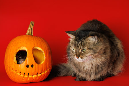Fluffy Cat and pumpkin. Mouse sits inside head. Isolated on red background. Halloween Holiday Concept.の写真素材