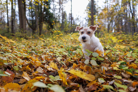 Jack Russell Terrier running through the forest. Dog walking in autumn park.
