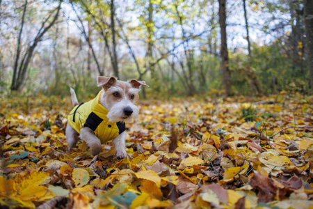 Dog in yellow raincoat. Jack Russell Terrier runs through forest. Pet in jacket walks in autumn park.の写真素材