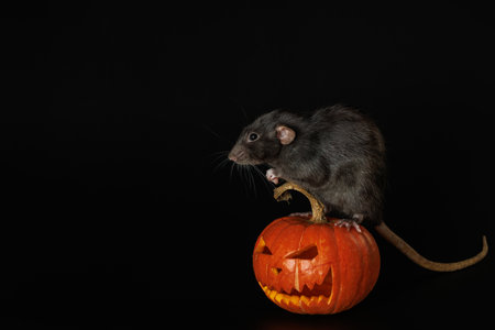 Rat isolated on black background. Mouse and cut out head. Rodent and pumpkin. Halloween holiday concept.の写真素材