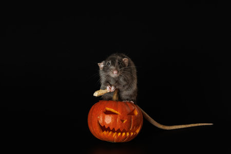 Rat isolated on black background. Mouse and cut out head. Rodent and pumpkin. Halloween holiday concept.の写真素材