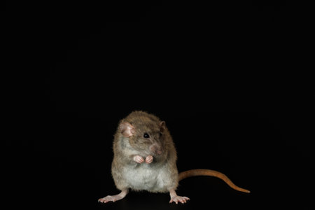 Rat isolated on black background. Pet mouse portrait close up.の写真素材