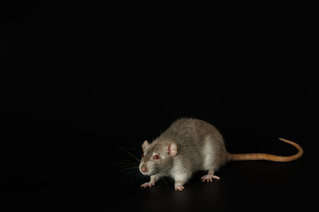 Rat isolated on black background. Pet mouse portrait close up.の写真素材