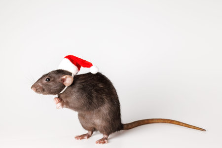 Colored rat isolated on red background. Pet in Santa hat. New Year concept.の写真素材