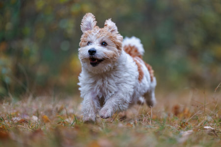A wirehaired Jack Russell Terrier on a walk in the woods. The dog runs through an autumn park. The...