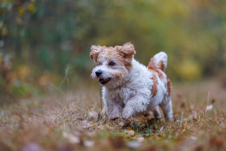 A dog on a walk in the woods. The dog runs through an autumn park. The pet is against a backdrop of green trees.の写真素材