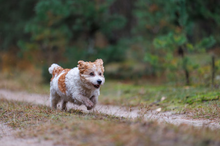 A wirehaired Jack Russell Terrier on a walk in the woods. The dog runs through an autumn park. The pet is against a backdrop of green trees.の写真素材