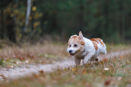 A wirehaired Jack Russell Terrier on a walk in the woods. The dog runs through an autumn park. The pet is against a backdrop of green trees.の写真素材