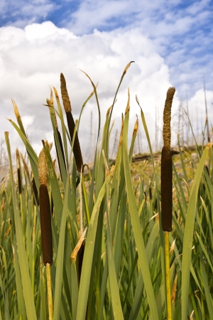 Cattails against a blue sky and white cloudsの写真素材