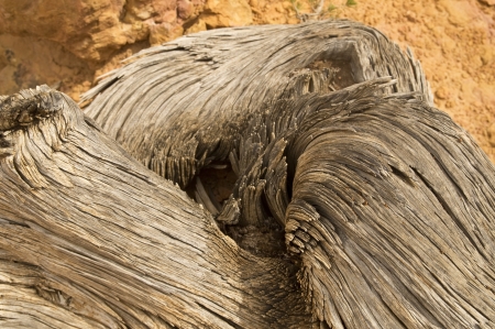 Closeup of a textured swirling pattern on an ancient treeの写真素材