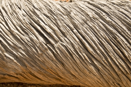 Closeup of a textured swirling pattern on an ancient treeの写真素材