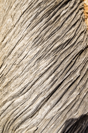 Closeup of a textured swirling pattern on an ancient treeの写真素材
