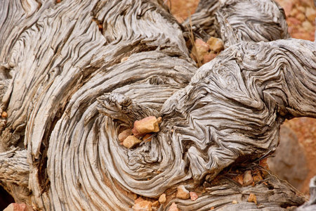Twisted and tortures patterns of an ancient bristlecone pine tree with sandstone