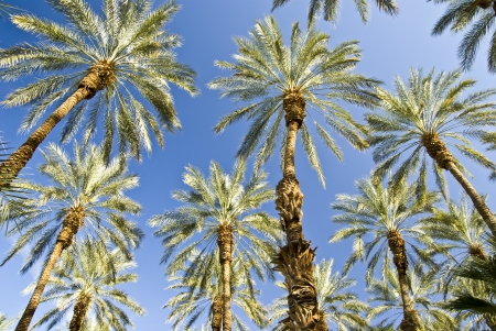 Unique angle on desert Date Palms at an orchard in Mecca, Californiaの写真素材