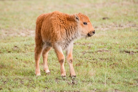 A very young bison calf, called a  red dog,  takes his first shakey steps in a new, unforgiving world の写真素材
