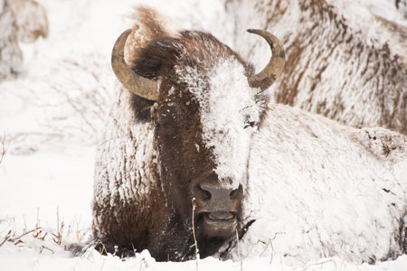 Yellowstone bison hunker down to survive during a spring blizzard