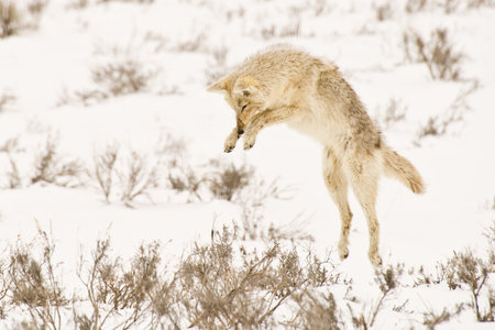 A coyote pounces on a gopher hidden beneath the snow