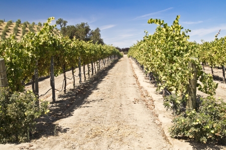 Grape vines climg the rolling hills in a California wine country vineyardの写真素材