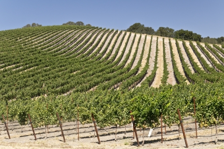 Rolling Hills and Wine Vinesの写真素材