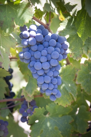Famous old vine zinfandel grapes on the vine in a vineyard in Paso Robles Californiaの写真素材