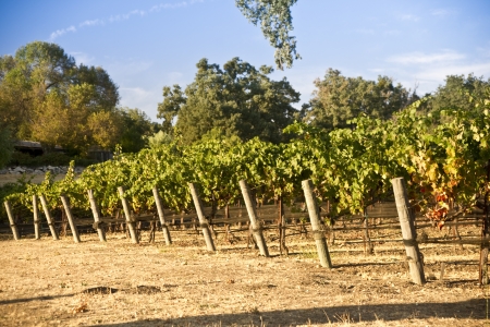 Close up of grape vines in a California vineyardの写真素材