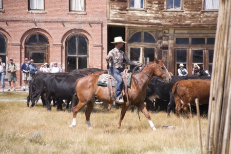 BODIE, CALIFORNIA, SEP  2012  Wranglers from the Hilton Ranch move a herd of cattle through Bodie ghost town in the Easter Sierras of California  Photo taken  Sep  8, 2012のeditorial素材