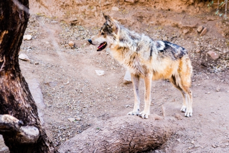 The endangerd Mexican Wolf, of which as few as 50 remain in the wild, is facing imminent extinction の写真素材