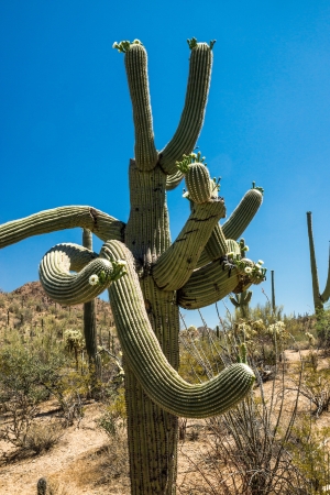 A majestic, old Saguaro cactus assumes bizarre, twisted shapes over its 200-year lifespan の写真素材