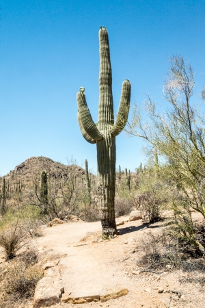 A majestic Saguaro cactus towers above the colorful Sonoran desert landscape, standing guard along a hiling trail in Saguaro National park の写真素材