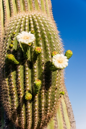 Close up reveals how saguaro cactus blossoms burst forth from the pointed cactus spines in spring in the Sonoran desert の写真素材