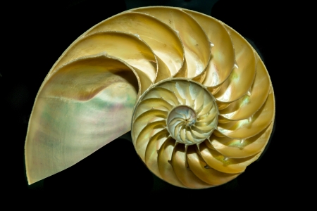 A cutway Nautilus shell demonstrates the mysterious geometric growth patterns known as the golden sprial, or Fibbonachi ratio の写真素材
